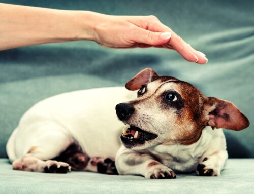 Nadměrné olizování tlapek – tiché volání vašeho psa o pomoc!